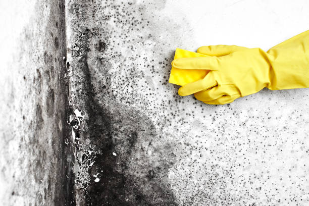 Best Environmental Consulting for Mold Prevention  in Spencerville, NM
